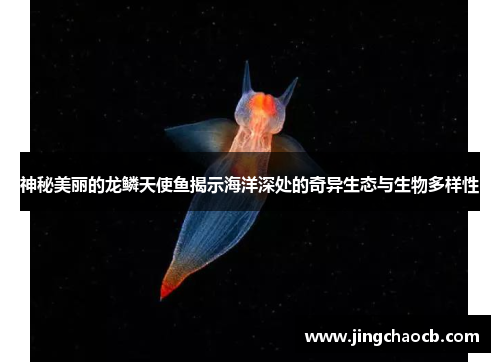 神秘美丽的龙鳞天使鱼揭示海洋深处的奇异生态与生物多样性